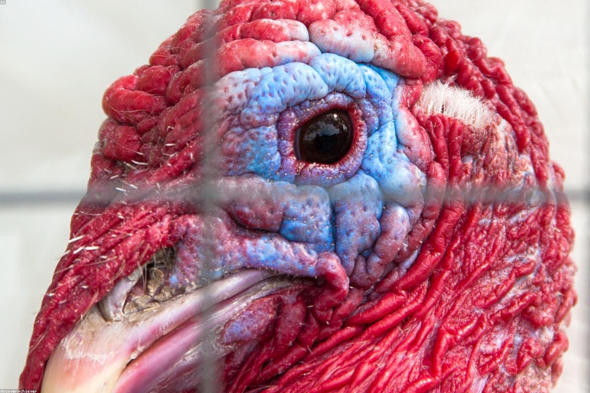 Broad Breasted Turkey