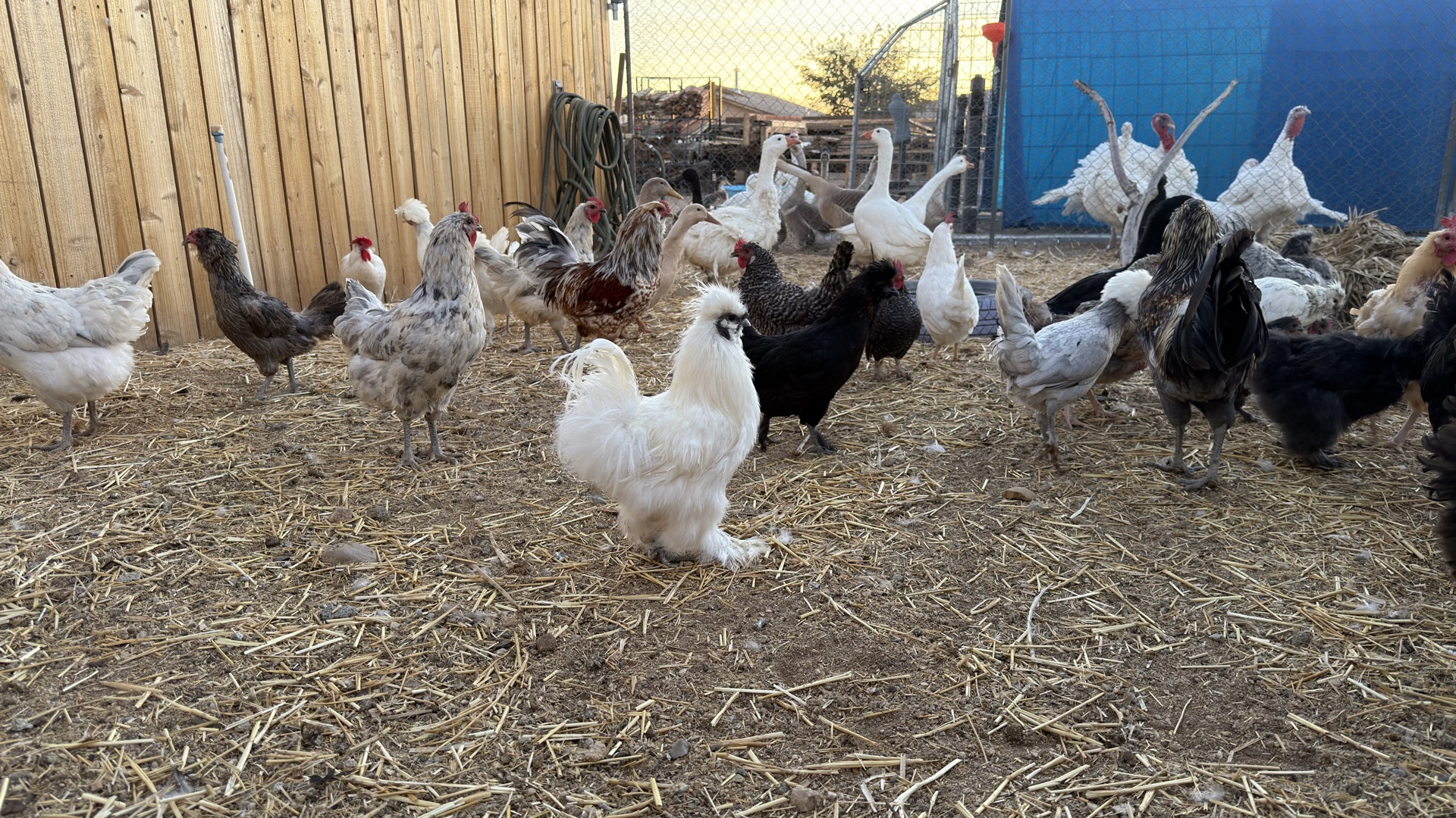 Welcome to Besso Ranch